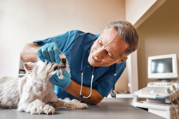 Best Emergency Dental Care for Broken or Chipped Teeth in Pecatonica, IL